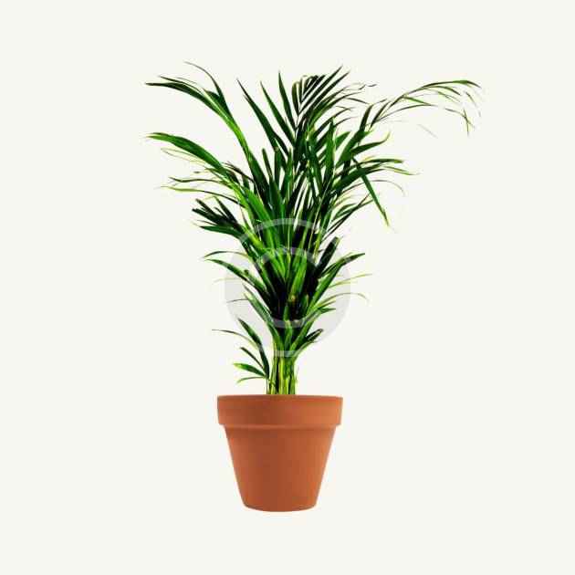 Areca palm