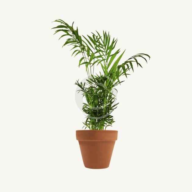 Dracaena marginata