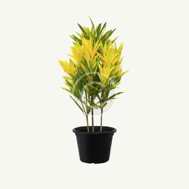 Variegated croton