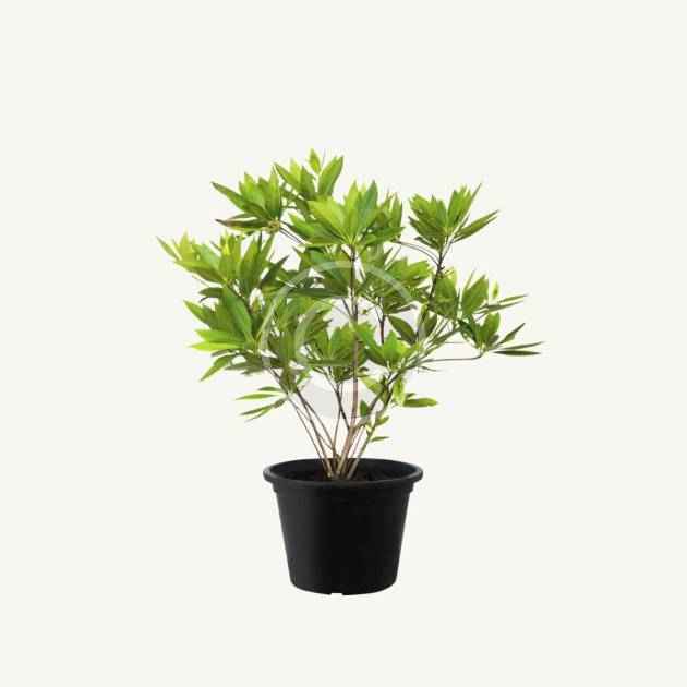 Black elderberry